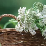 Bug Spray with Catnip oil