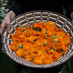 Calendula oil infusion for sunburn and bug bites
