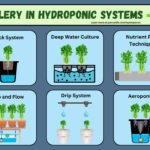 Hydroponics 101