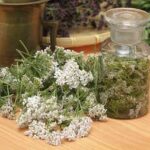 Yarrow (Achillea millefolium)