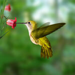 Hummingbird Nectar