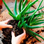 Grow Aloe Vera