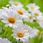 Grow Chamomile