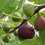 Black Mission Fig