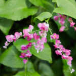 Queens Wreath Vine (Coral Vine)