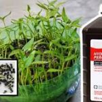 Hydrogen Peroxide for seedlings