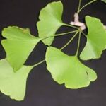 Gingko