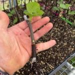 Root Fig Cuttings