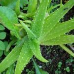 Aloe barbadensis (aloe vera)