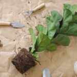 Repotting a Fig Tree