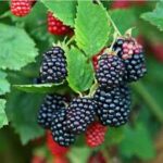 Blackberries