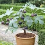 Growing Figs