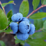 Blueberries
