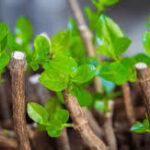 Fig Cuttings-The Direct Potting method