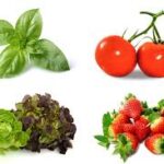 Hydroponics – What to Grow & How