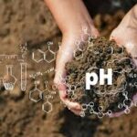 Changing the PH of your soil for barries