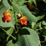 #1 Remedy for a Poison Ivy or Oak Rash