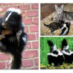 Skunk Cleaning Mixture