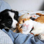 Orphaned Puppy and Kitten Life Saving Milk Substitute