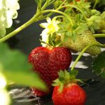 How to Grow Strawberries
