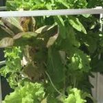 Tower Garden in Arizona